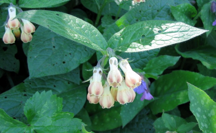 Symphytum officinale / Consolida maggiore